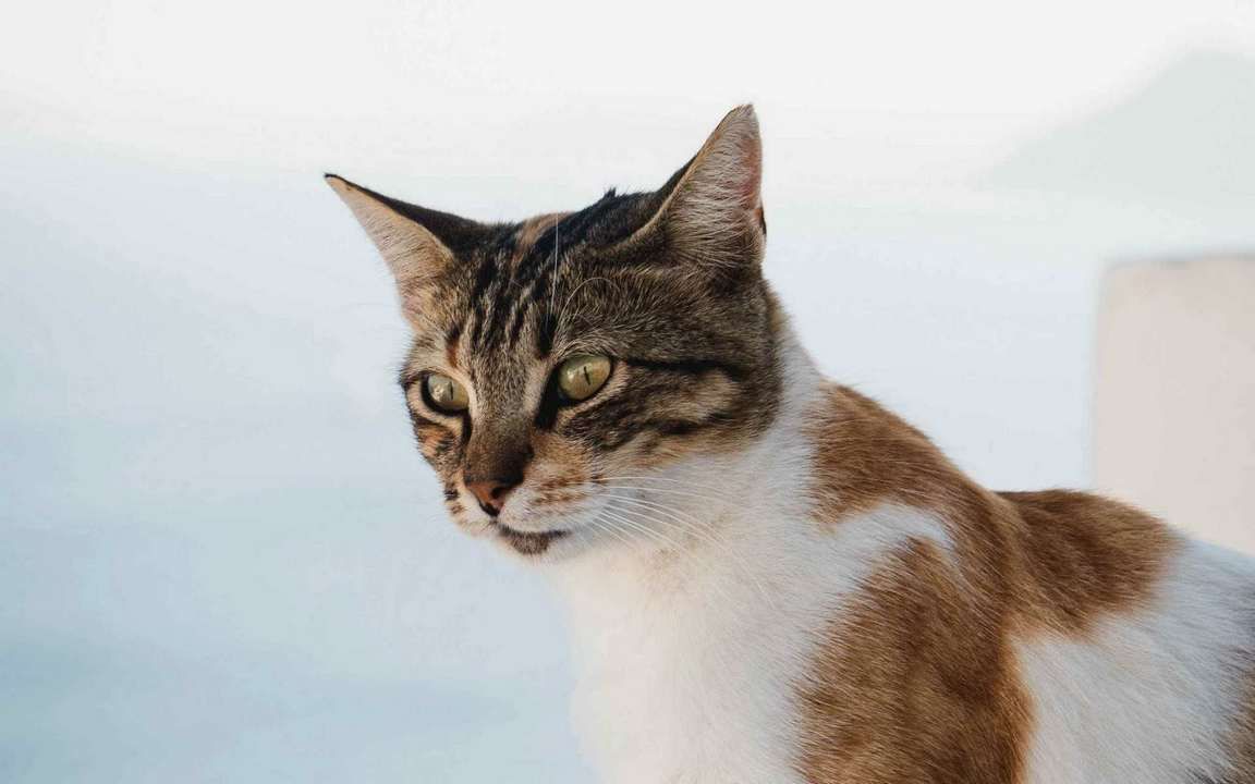 Эгейская кошка