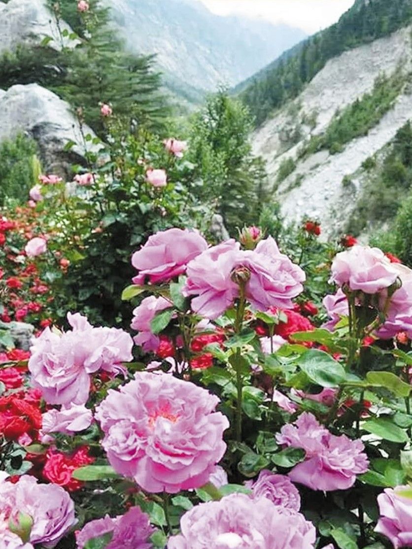 розы в горах фото