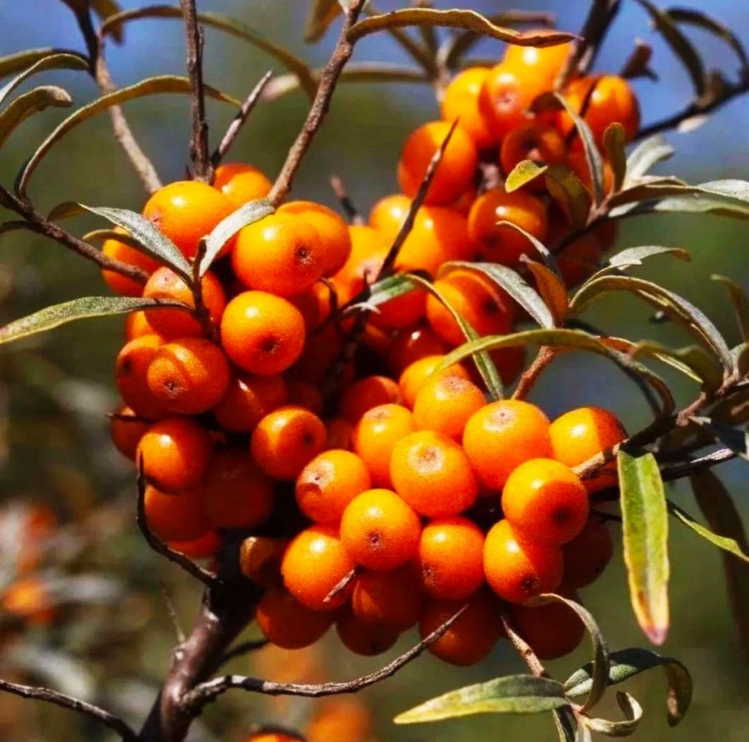 Hippophae rhamnoides облепиха крушиновая