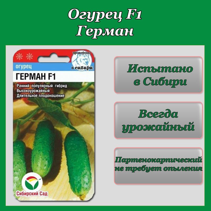 Огурцы сибирская теплица. Огурцы садовые