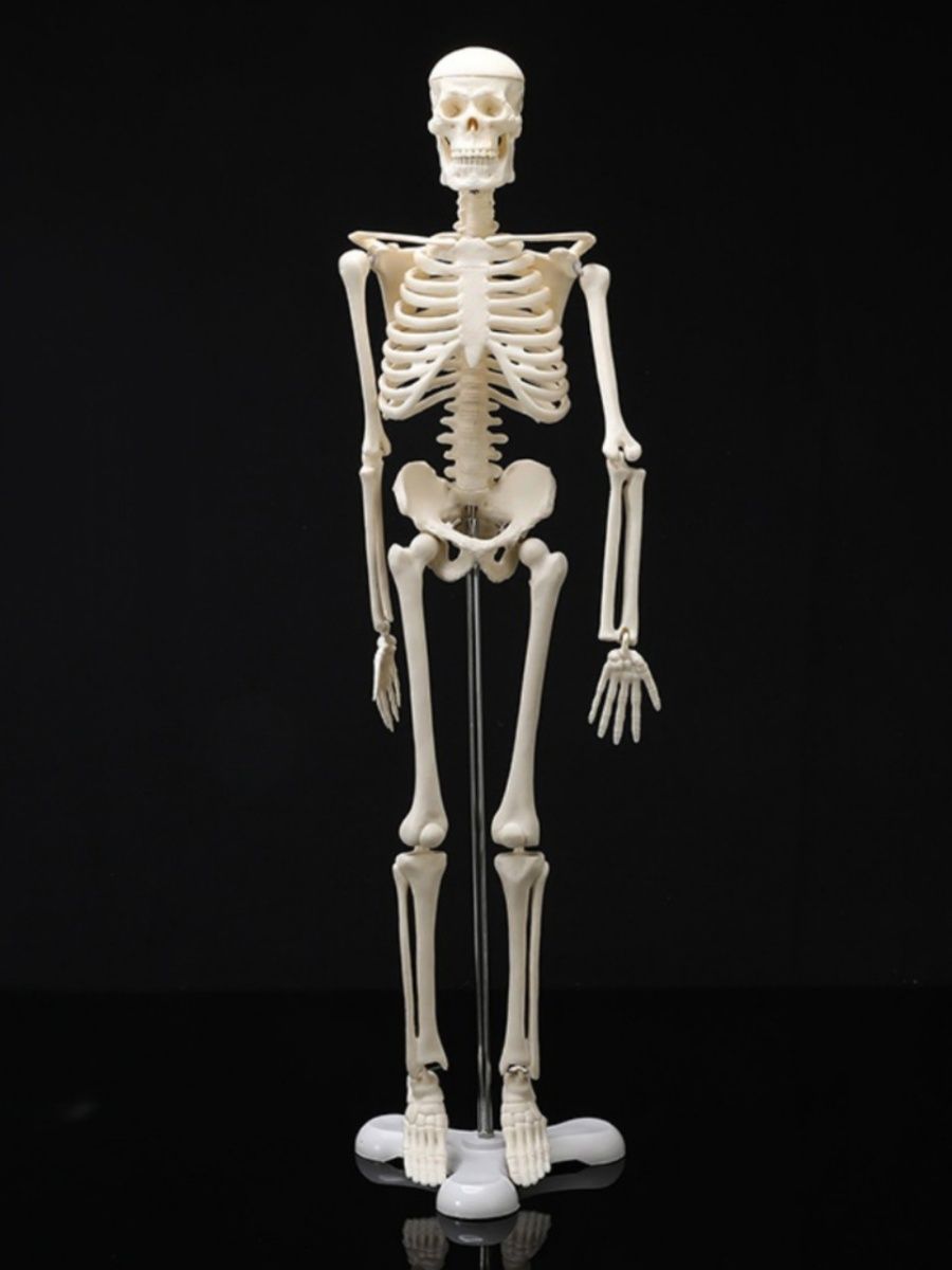 Модель «скелет человека (170 см)» (на роликовой подставке)