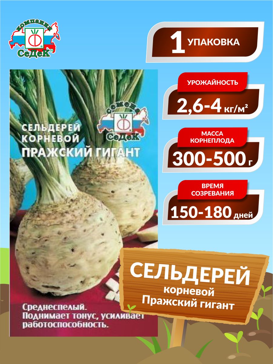 пражский гигант сибирский сад. пражский гигант. сельдерей корневой пражский гигант. сельдерей пражский гигант многолетник?. сельдерей корневой пражский гигант.