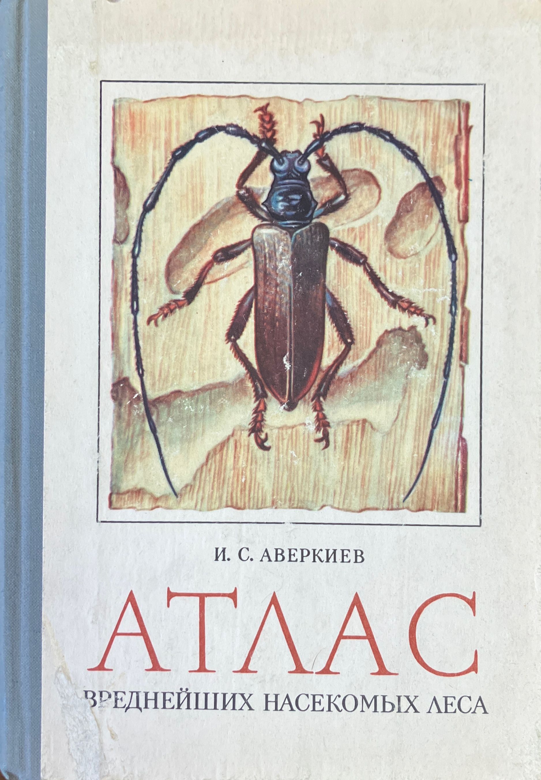 Жук атлас