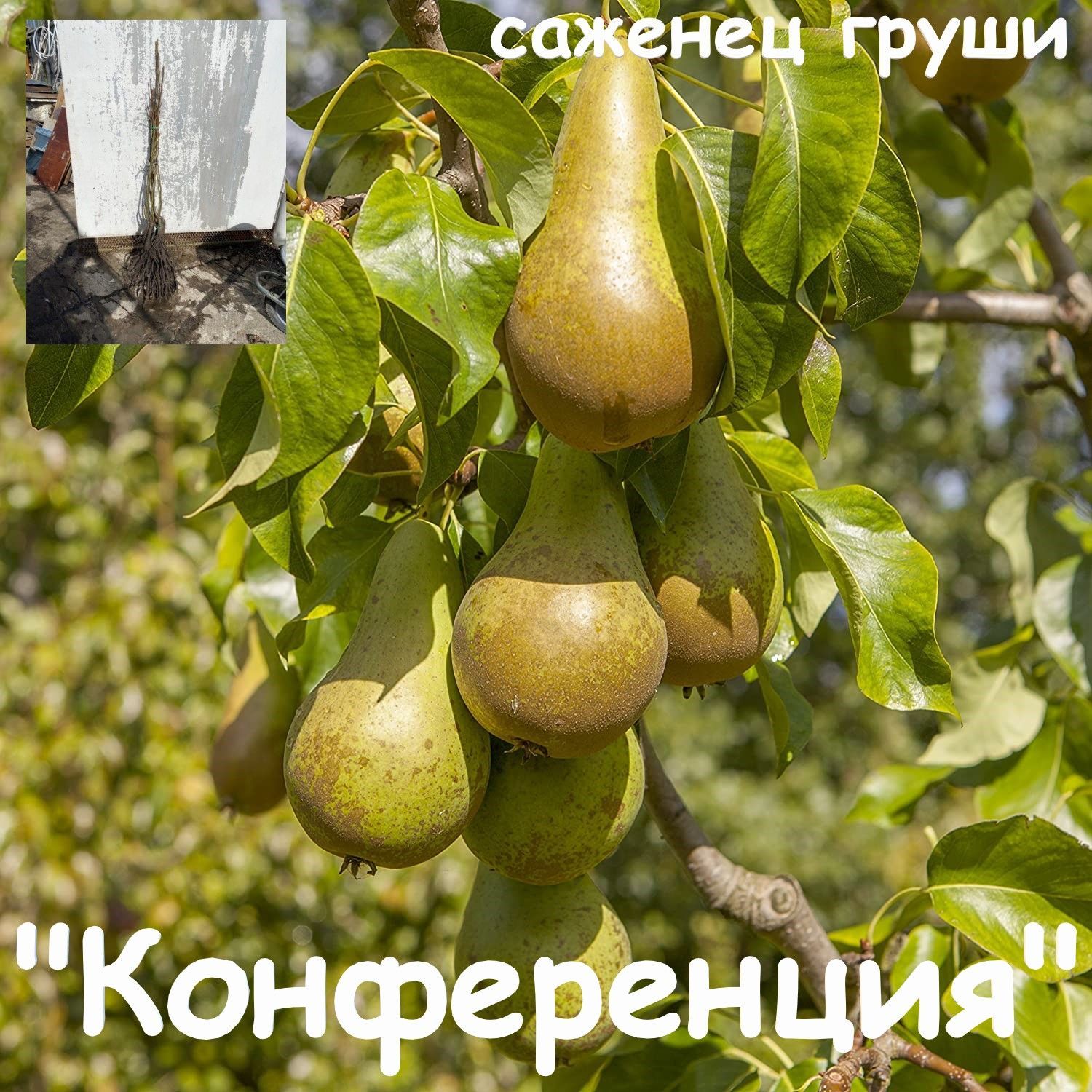 Груша Конференция Купить Саженцы