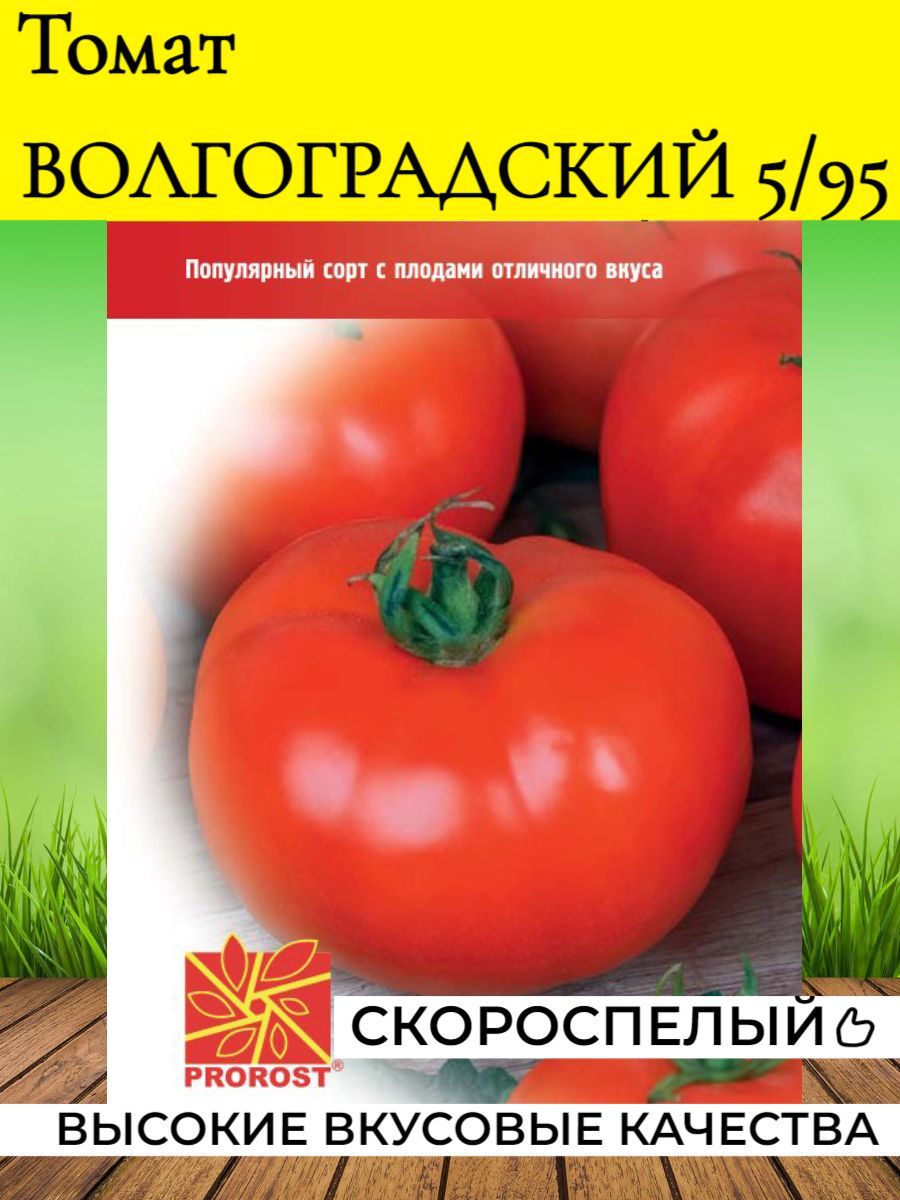 Томат волгоградский описание сорта характеристика фото отзывы. Томат Волгоградский позднеспелый. Томат сорт Волгоградский 5/95. Волгоградский томат описание. Томат Волгоградский скороспелый.