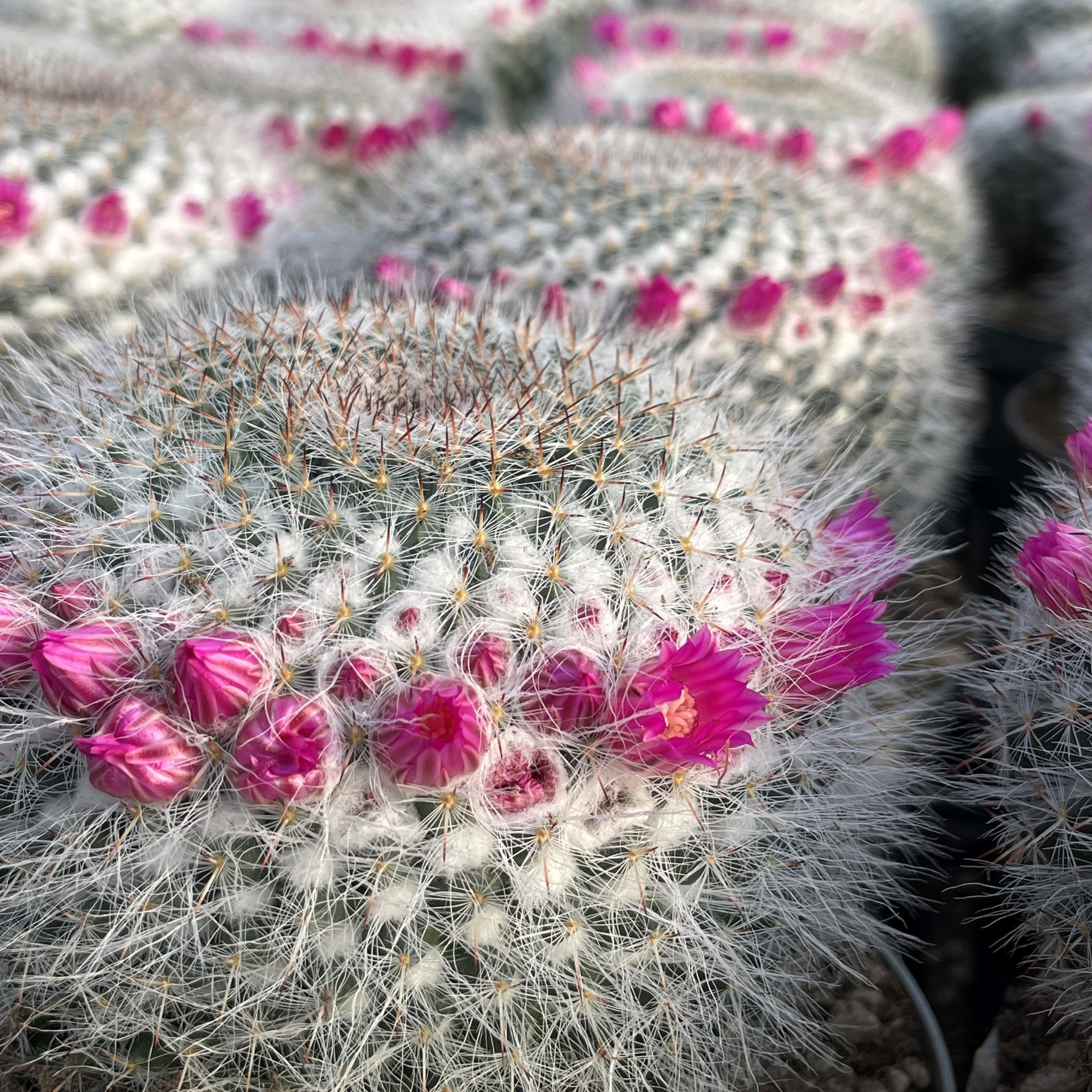 Маммиллярия Ханиана Mammillaria