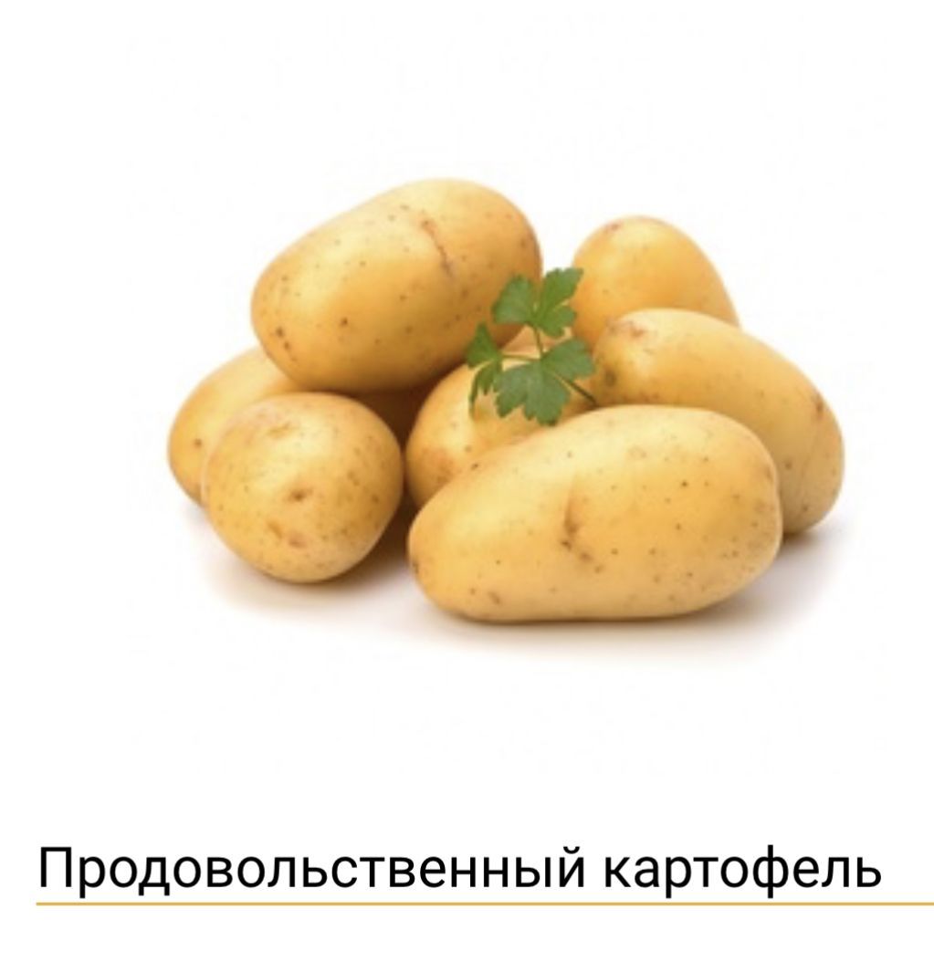 Картошка на белом фоне