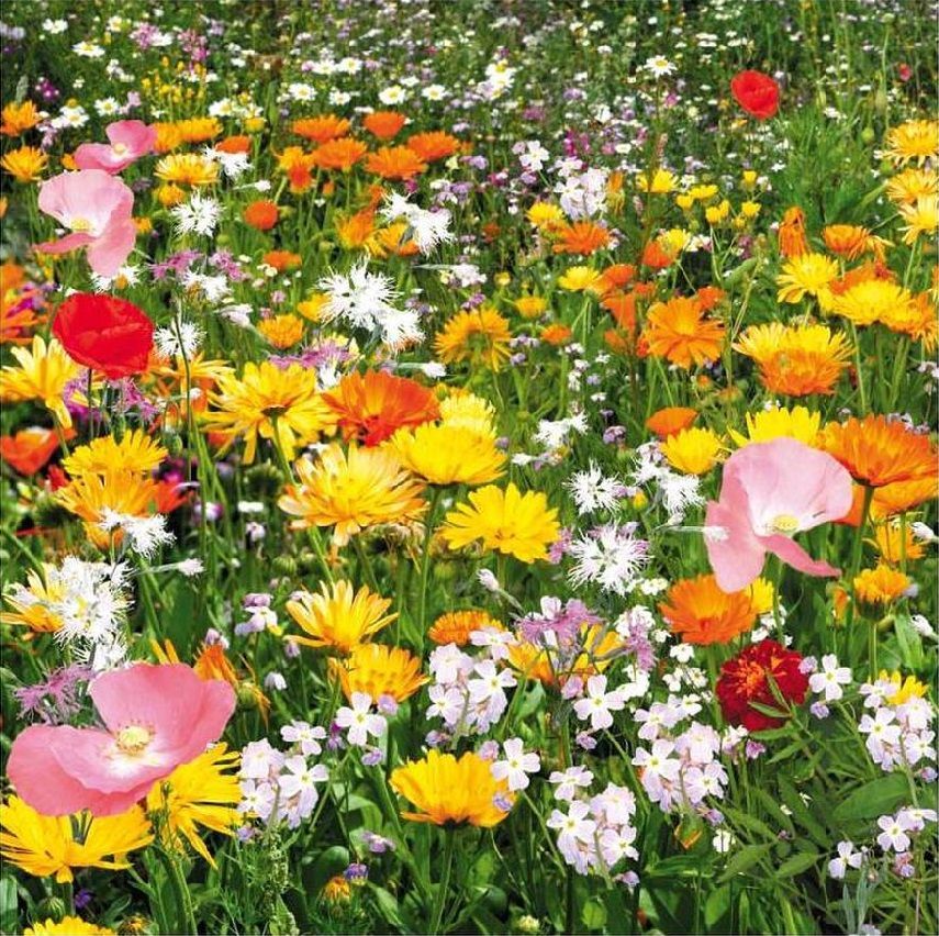 Рай для бабочек цветущий газон фото