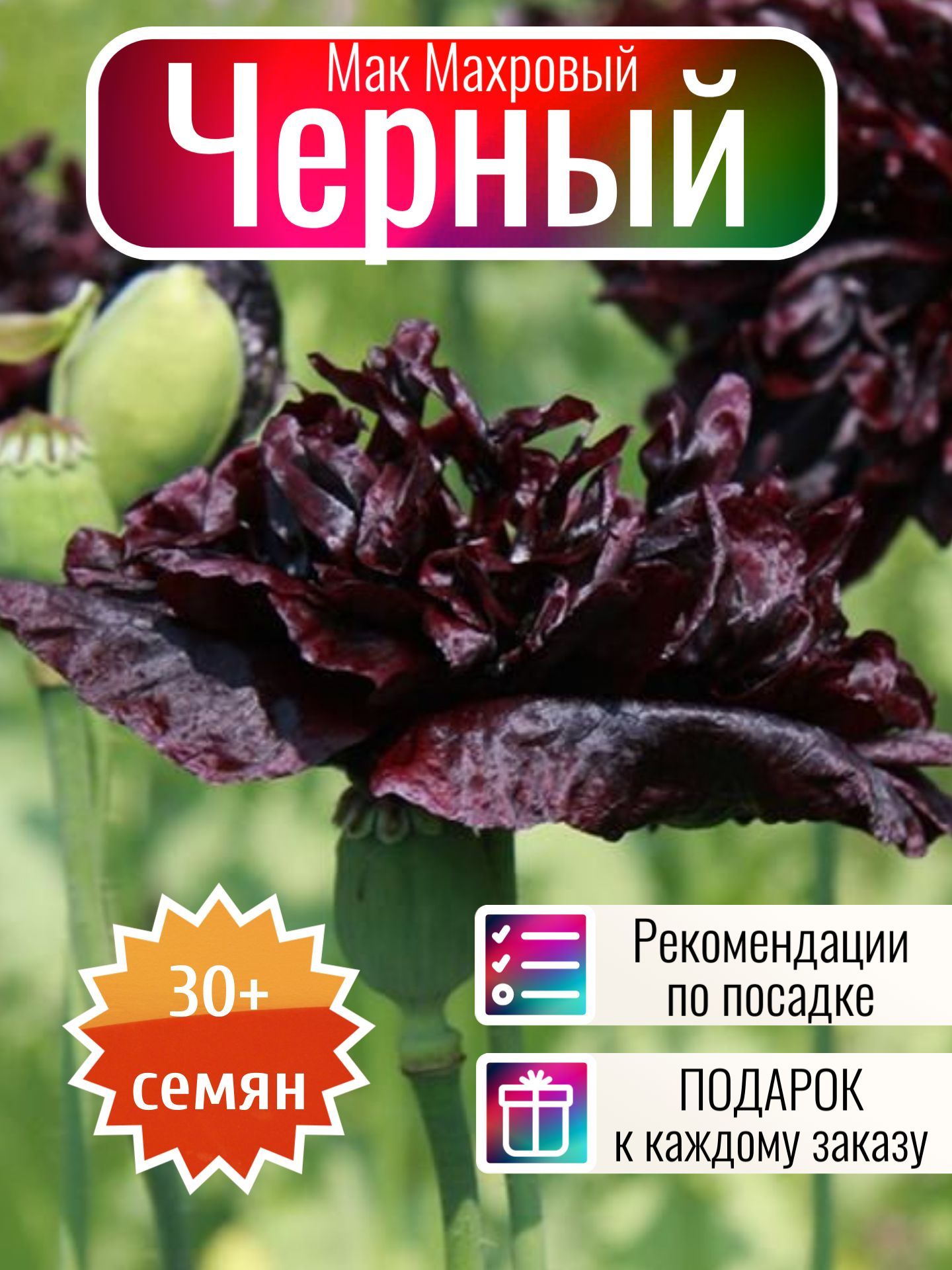 Мак Махровый Семена – купить в интернет-магазине OZON по выгодной цене