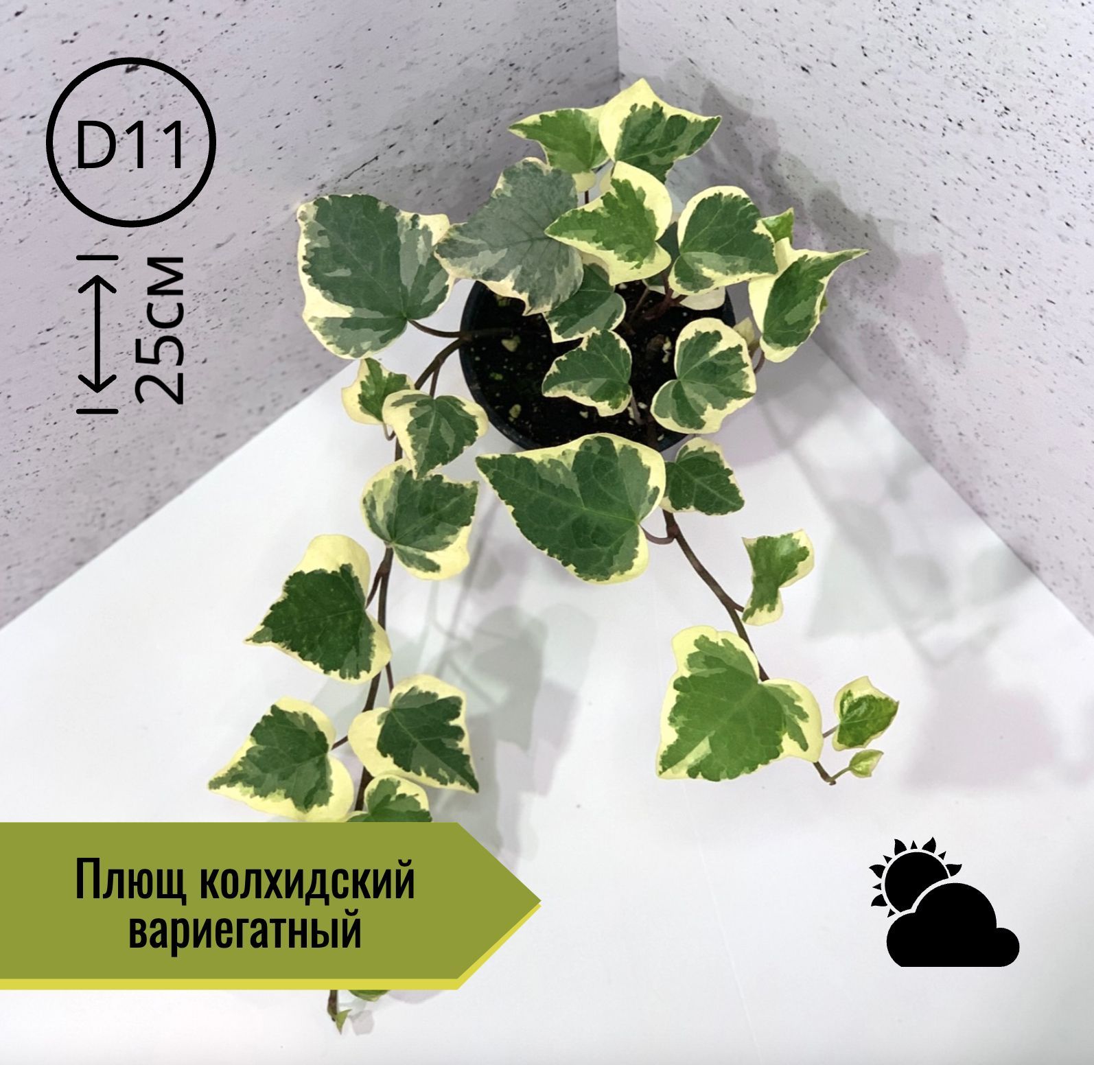 Купить Плющ Садовый Вечнозеленый Морозостойкий