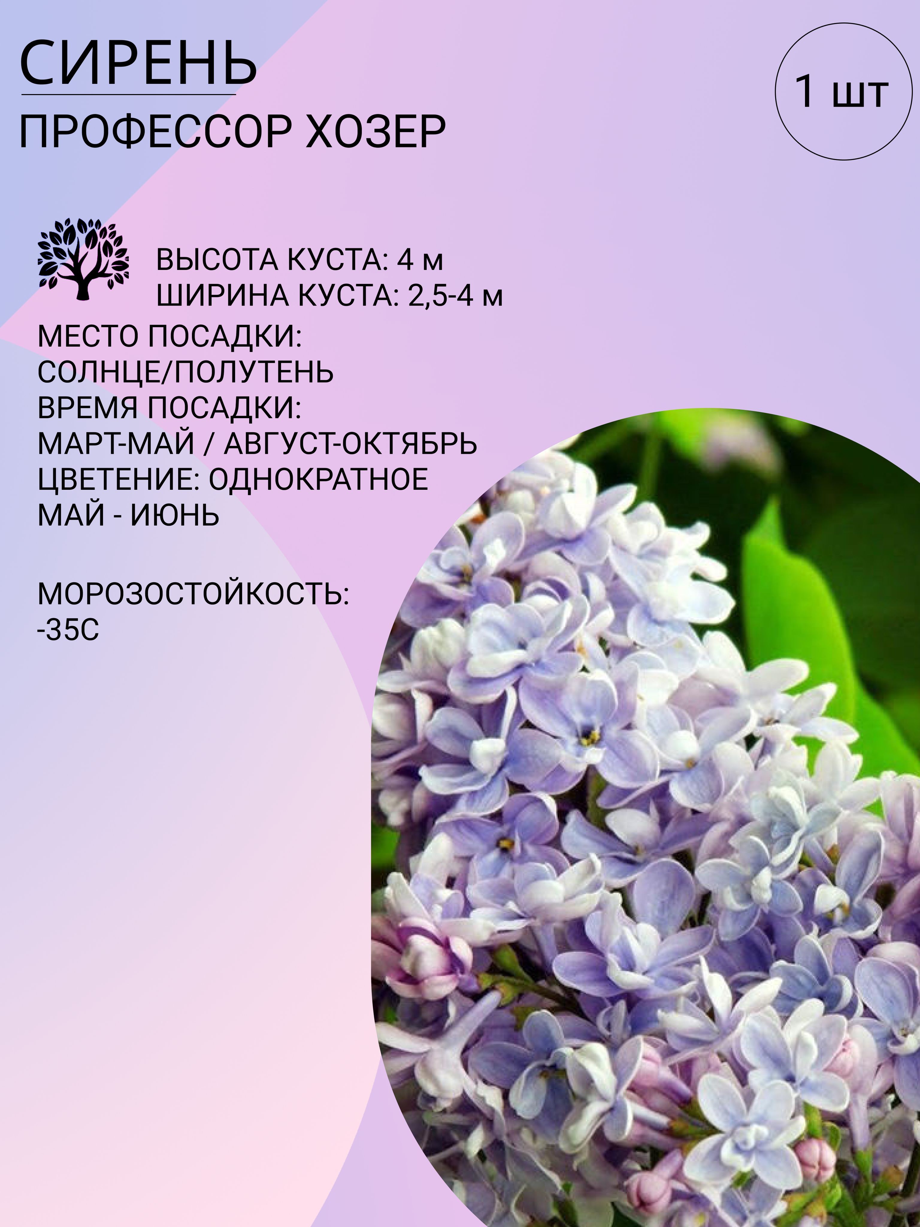 В какое время года появляется сирень. Сирень декоративная. корни сирени. размер декоративной сирени. сирень декоративная майра.