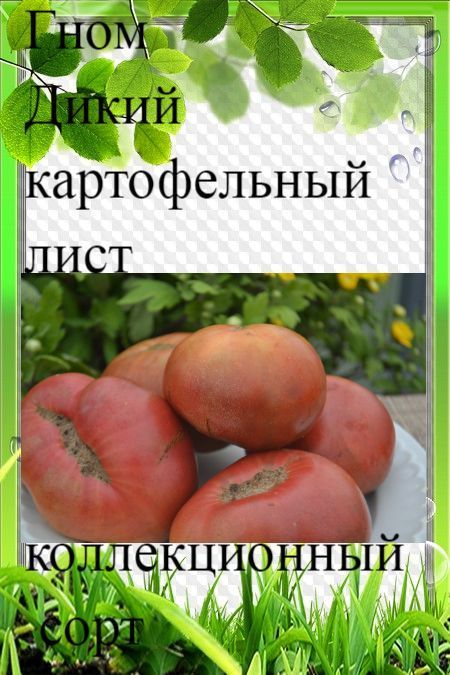 Обзор томата в разрезе. Дегустация. Сорт Дикий картофельный лист. томат серии Гн