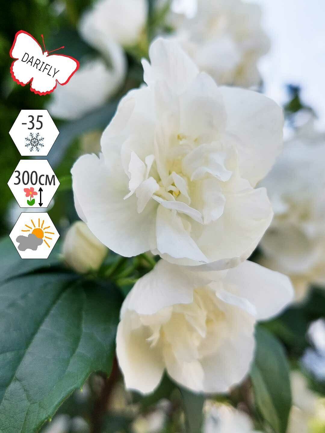 Жасмин Саженцы – купить в интернет-магазине OZON по выгодной цене