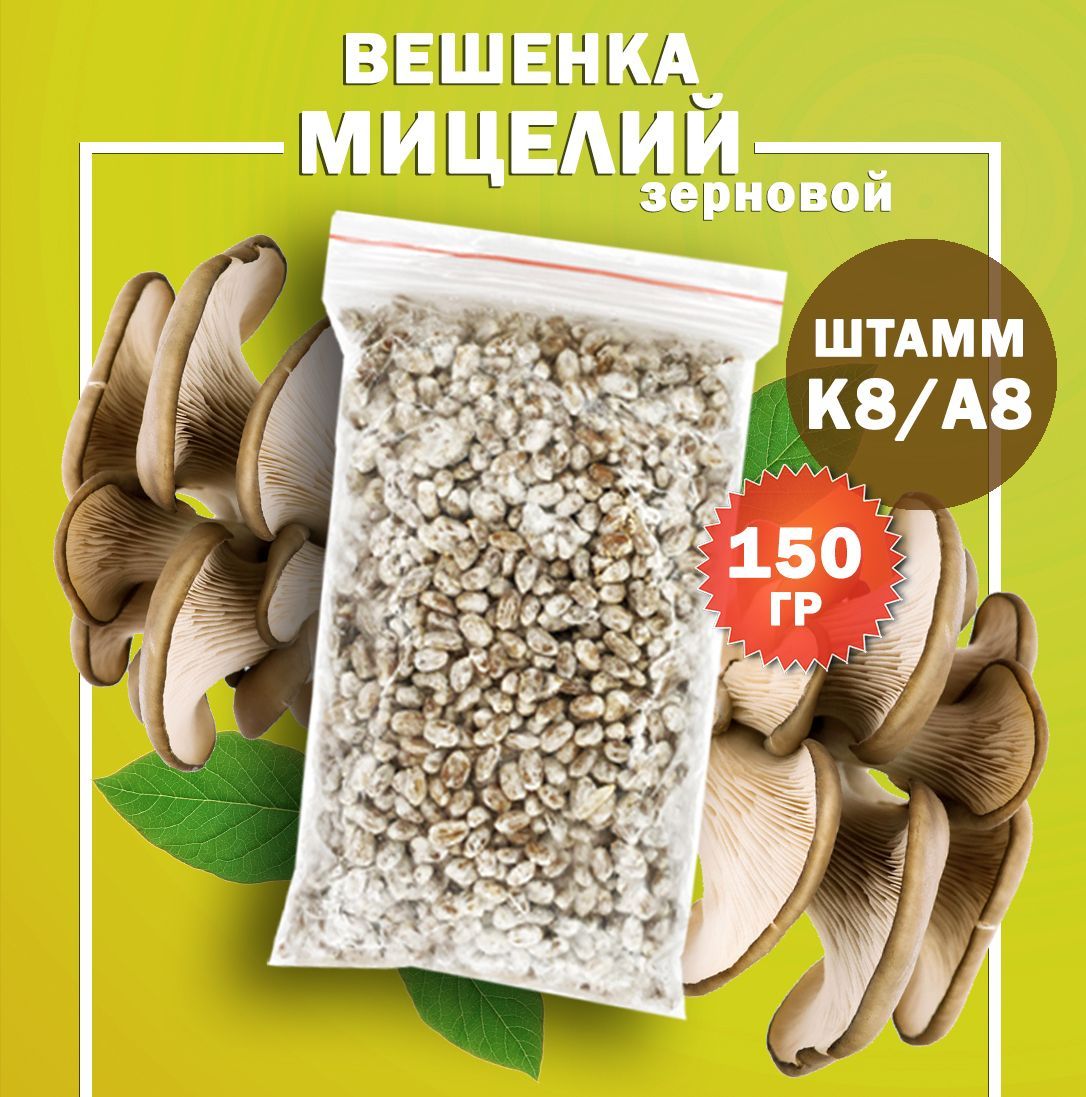 Мицелий грибов вешенка зерновой (штамм К8 / А8) - 150 гр.