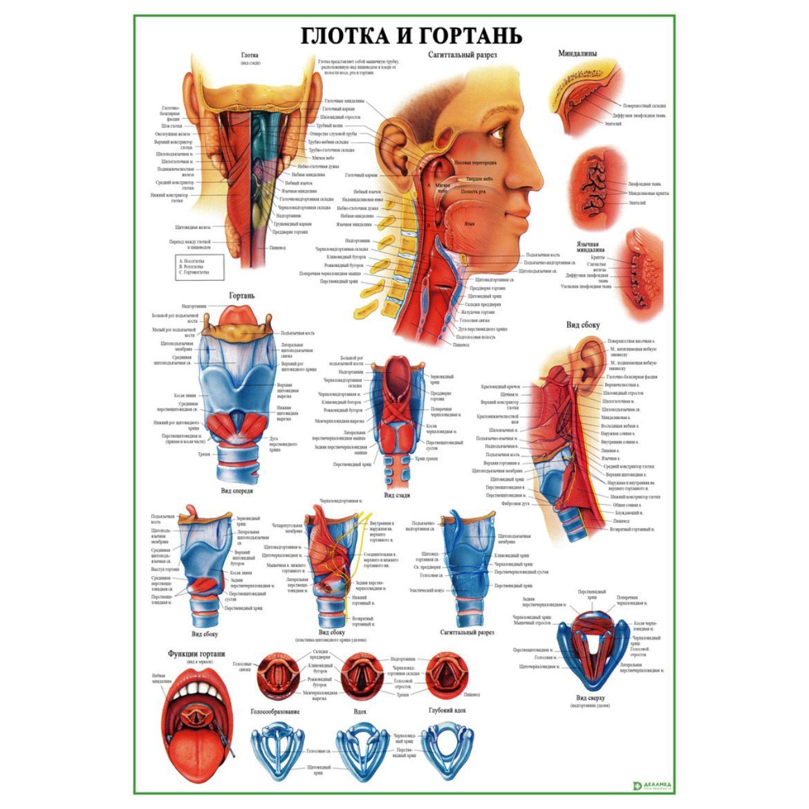Анатомия горла человека (32 фото)