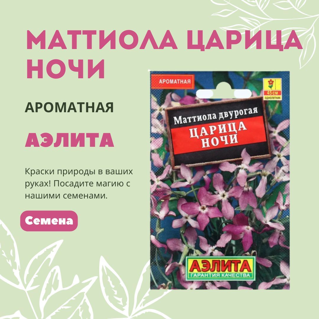 Маттиола царица ночи