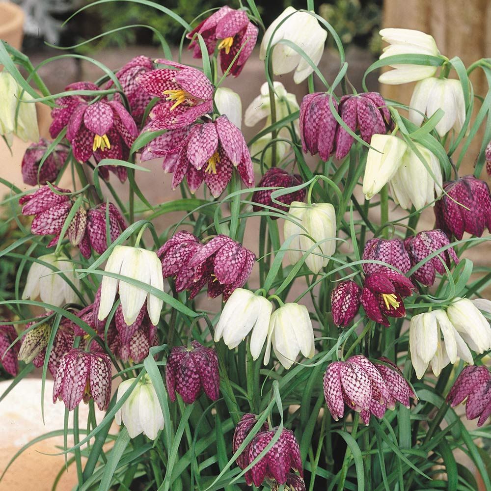 Рябчик шахматный Fritillaria meleagris