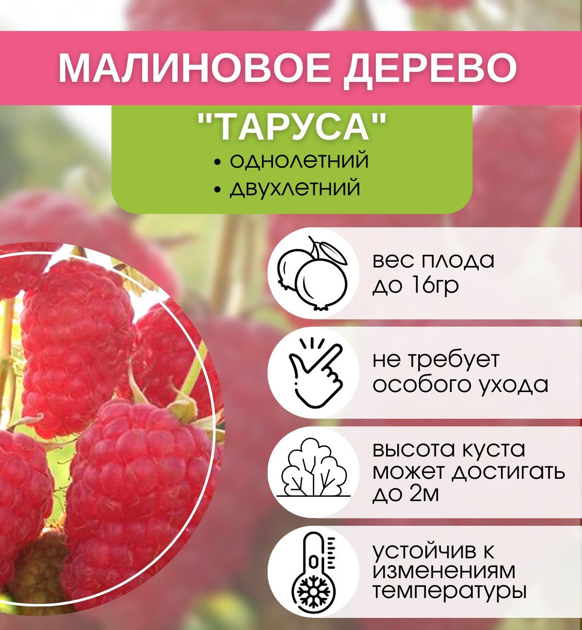 малина таруса описание фото