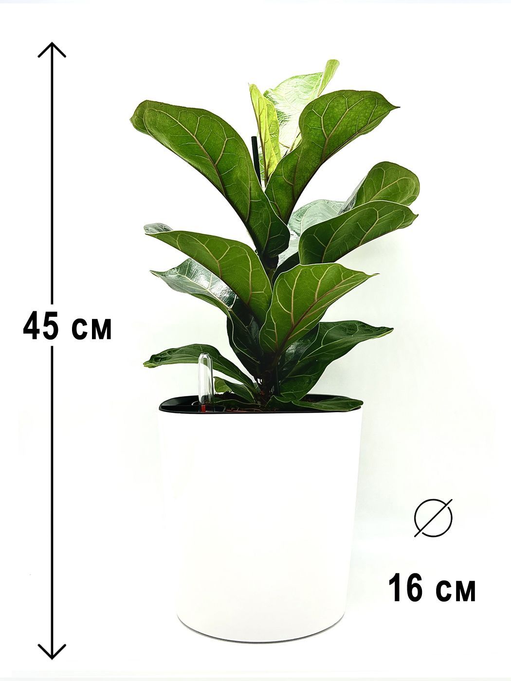 Фикус Лирата в белом пластиковом кашпо с АВТОПОЛИВОМ, высота композиции 40-50 см