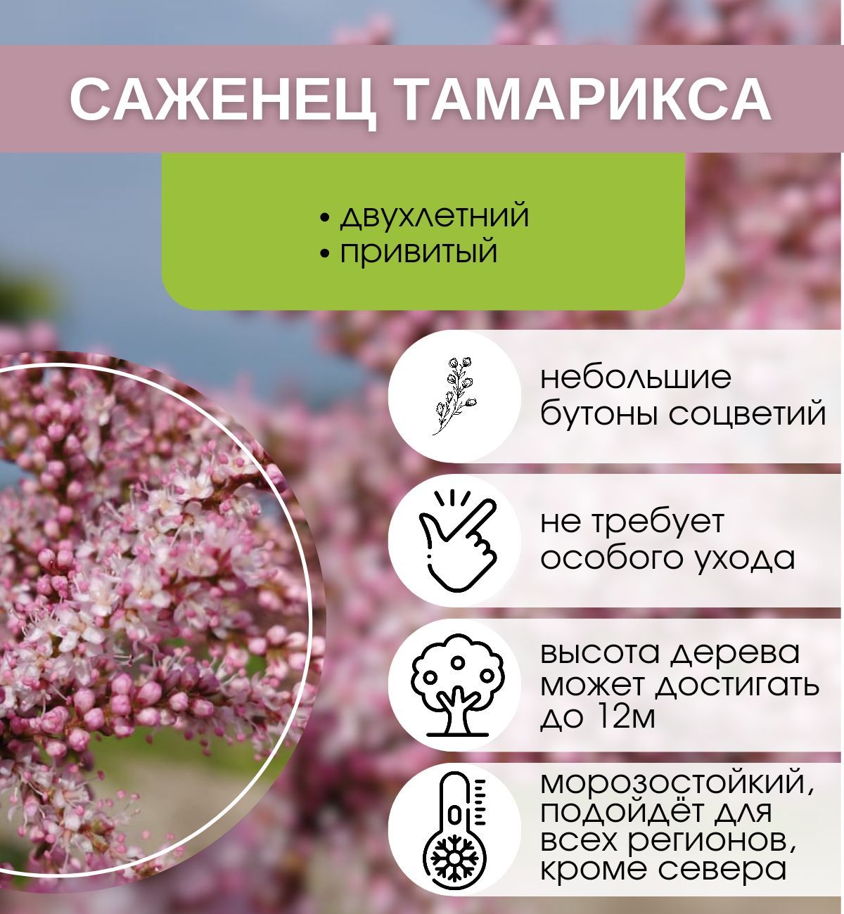 Саженцы Тамарикс – купить в интернет-магазине OZON по низкой цене