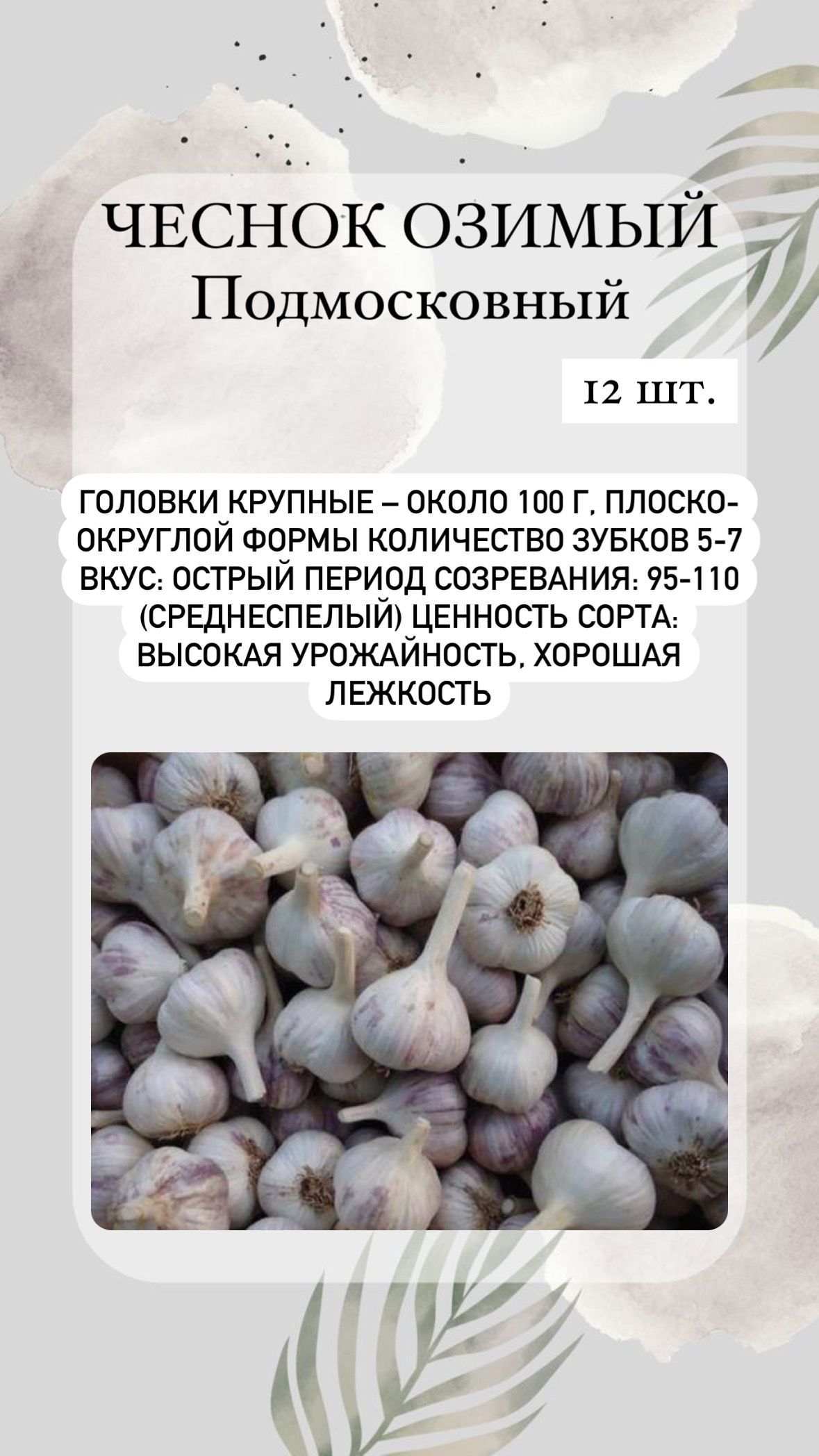 Сорт чеснока подмосковный. Чеснок Антошка. Большие сорта чеснока одной луковицей. Чеснок сорт Любаша плюсы и плюсы характеристики.