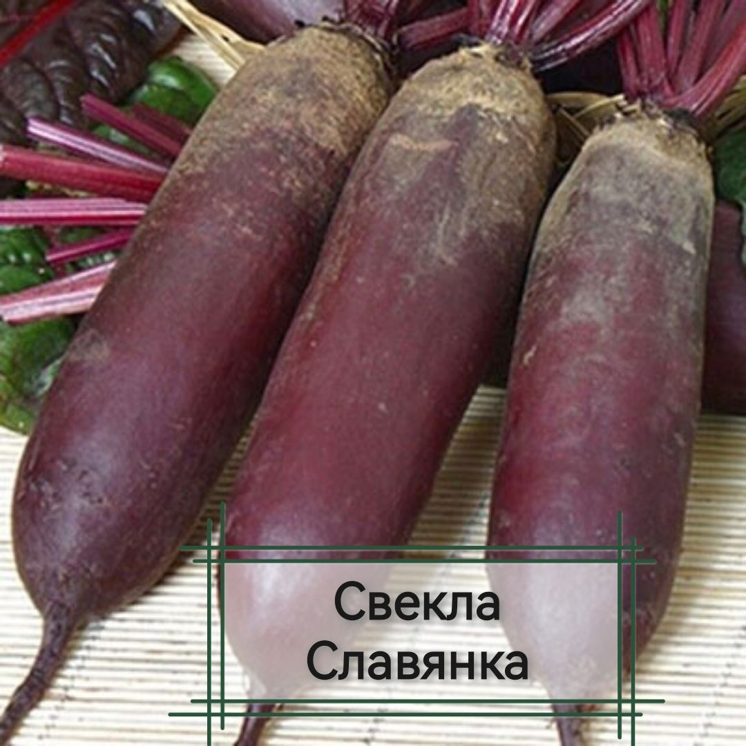 Свекла Славянка Описание Сорта Фото