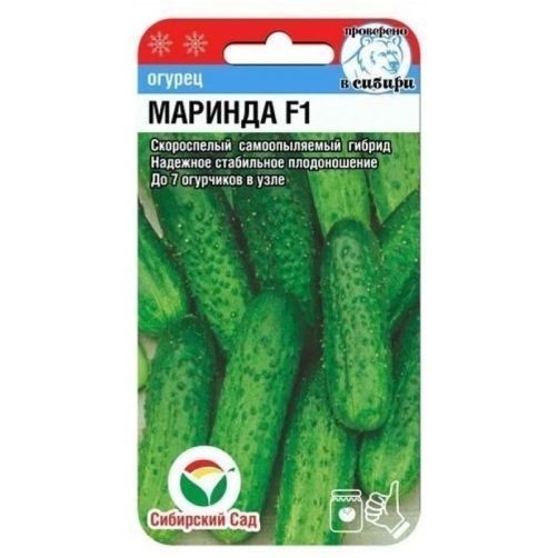 Сорт Огурцов Маринда Фото