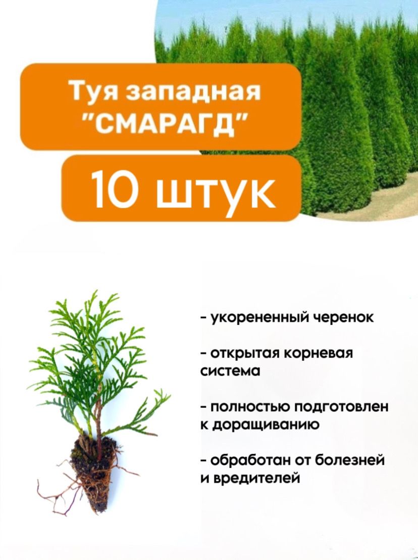 Greenstyle Саженец,10шт - купить с доставкой по выгодным ценам в  интернет-магазине OZON (1292090165)