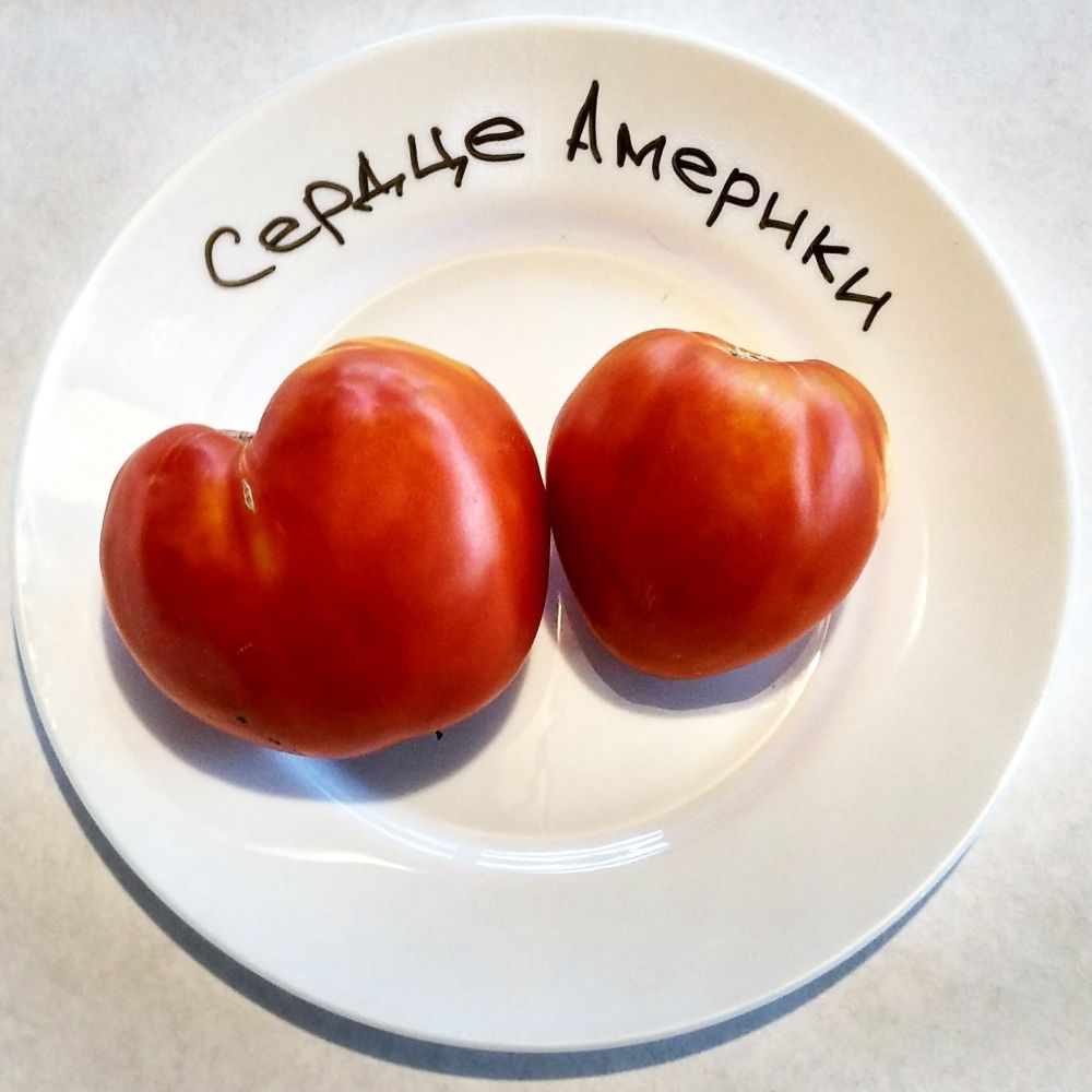 Сердце мексики томат