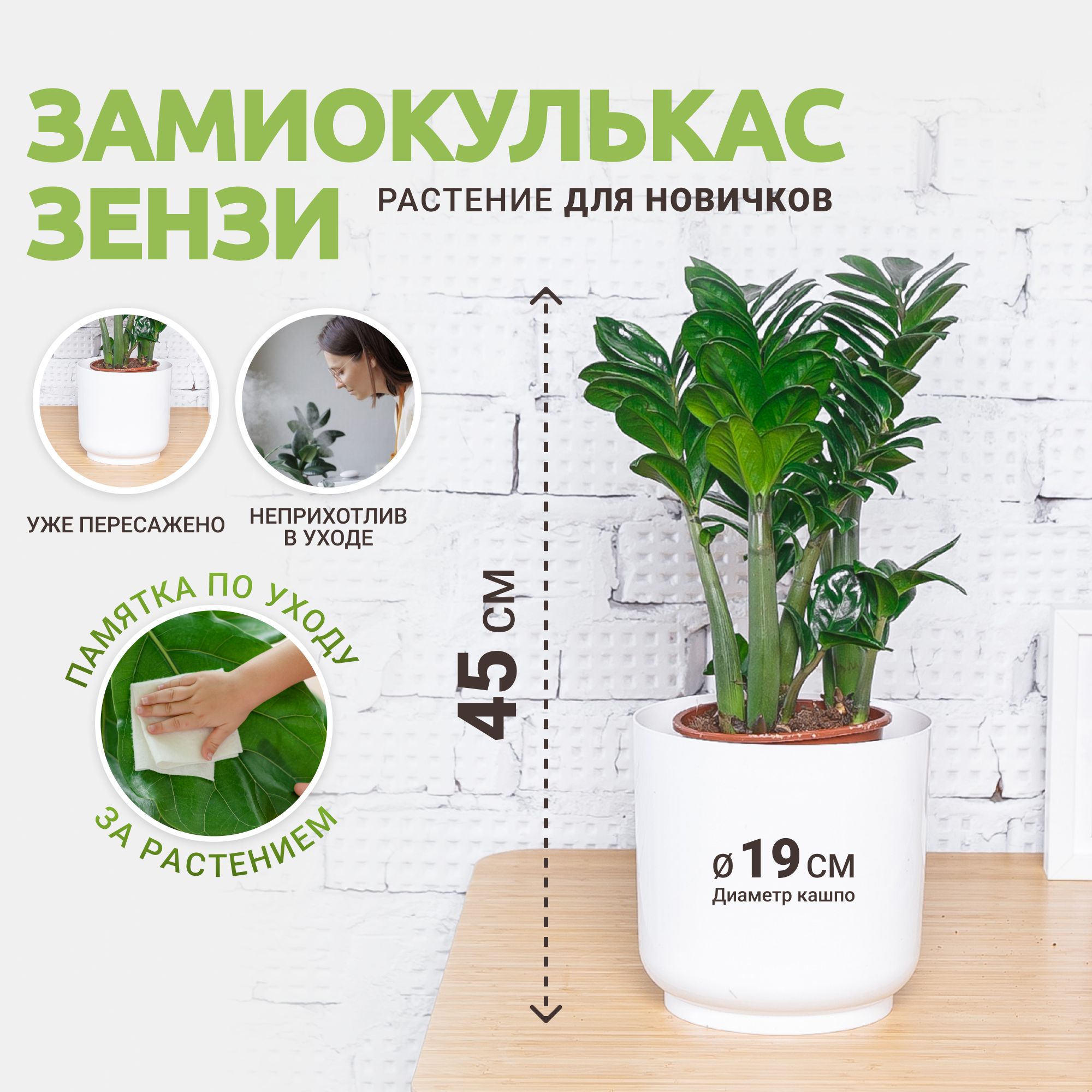 Комнатные растения Tropic House белый, 19 дм, 1 шт - купить по выгодной  цене в интернет-магазине OZON (860316466)