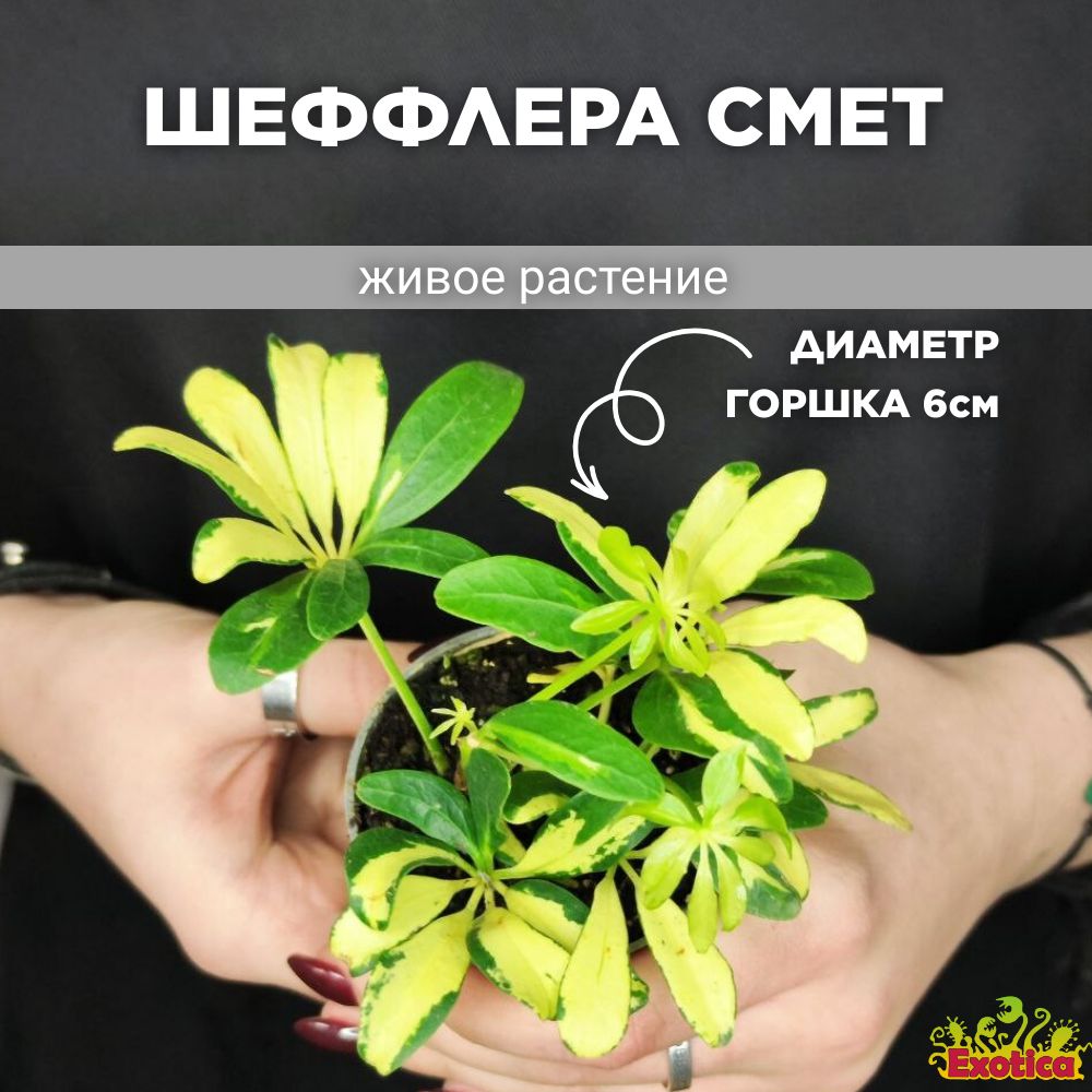 Шеффлера Exotica Schefflera Madame De Smet 6cm, 6 дм, 01357 шт - купить по  выгодной цене в интернет-магазине OZON (987813175)