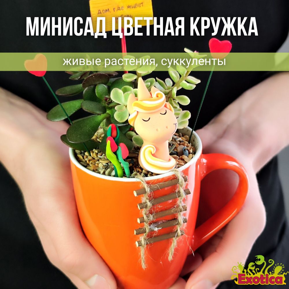 КомнатныерастенияExotica