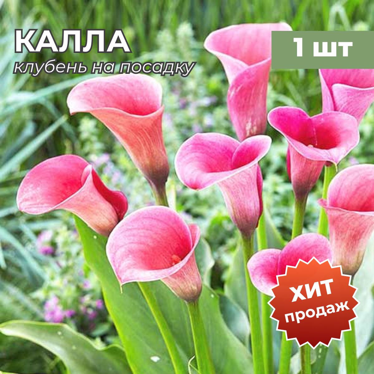 Купить Луковицы Каллы В Интернет Магазине Недорого