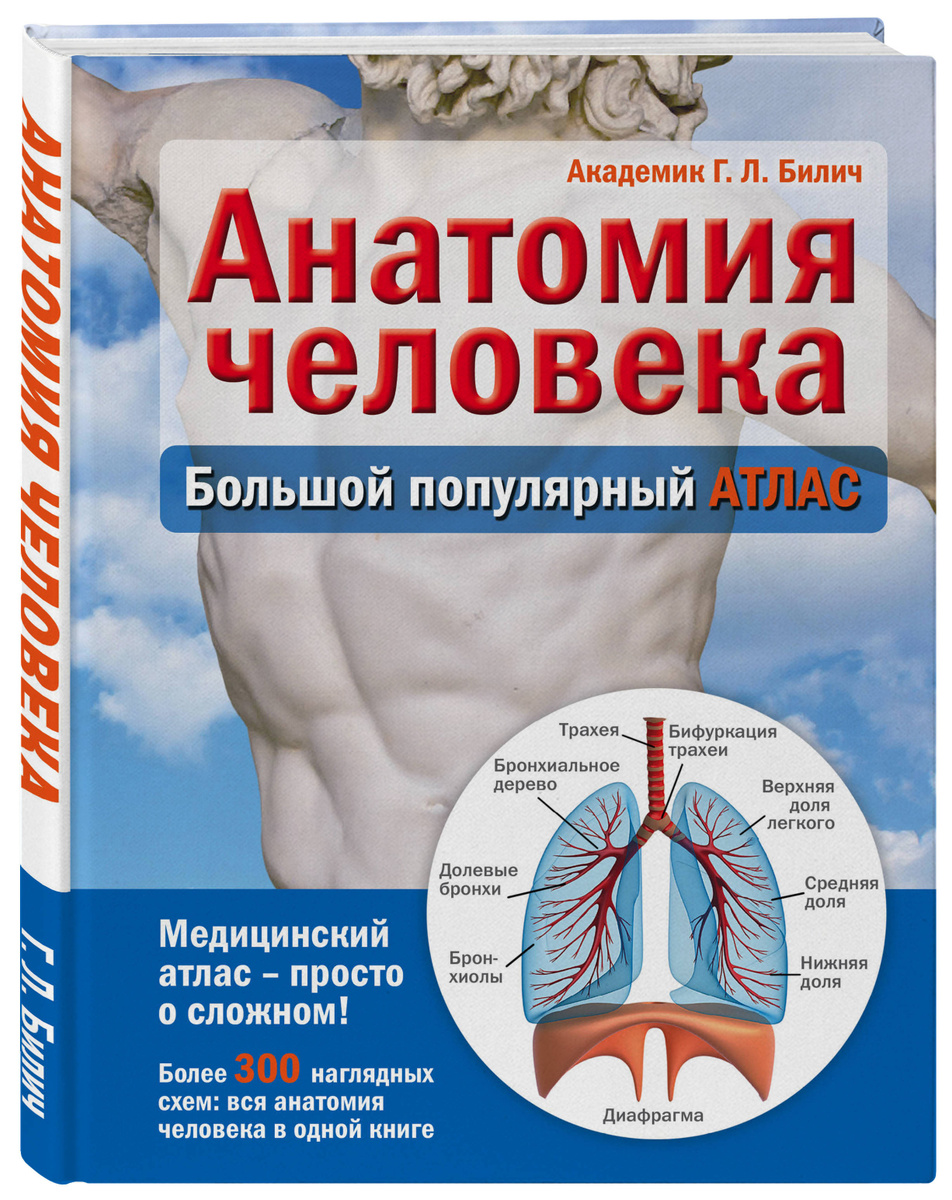 Анатомия человека читать онлайн бесплатно с картинками