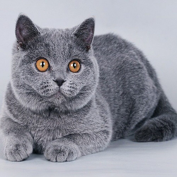 Сколько стоит британская кошка