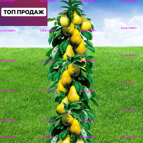 Груша Колоновидная Зимостойкая 3-х летняя - купить с доставкой по ...