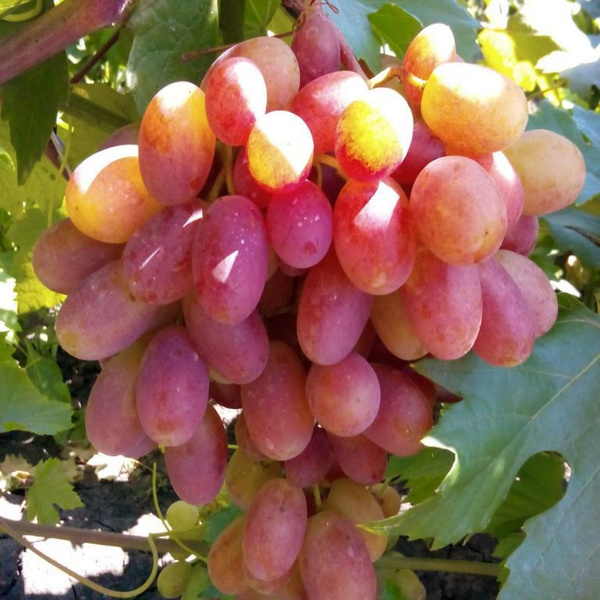 Виноград плодовый Преображение - купить с доставкой по выгодным ценам в ...