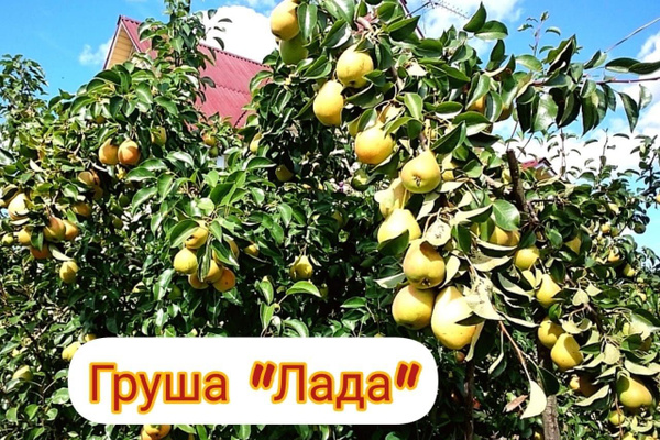 Груша Лада - купить с доставкой по выгодным ценам в интернет-магазине ...