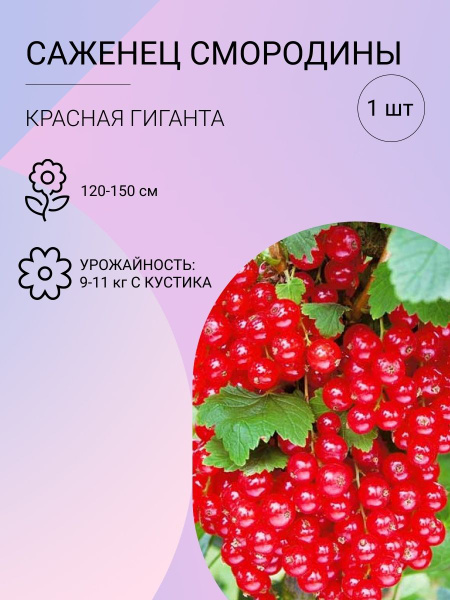 Саженцы смородины, Гиганта, красная - купить с доставкой по выгодным ...