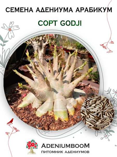 Адениум AdeniumBOOM AAROZN-1 суккулентов адениума роза пустыни ...