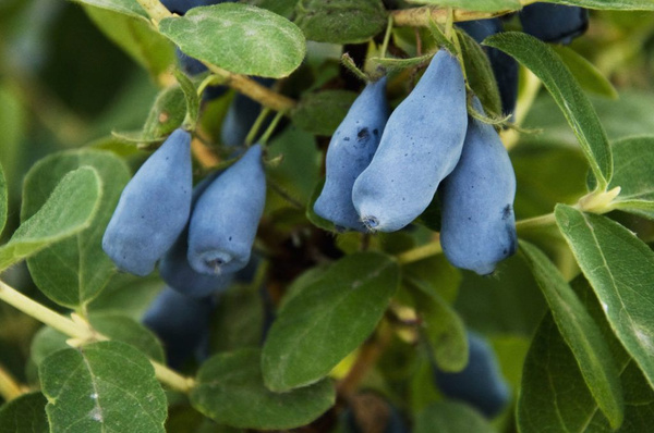 Жимолость съедобная Голубое веретено - купить с доставкой по выгодным ...