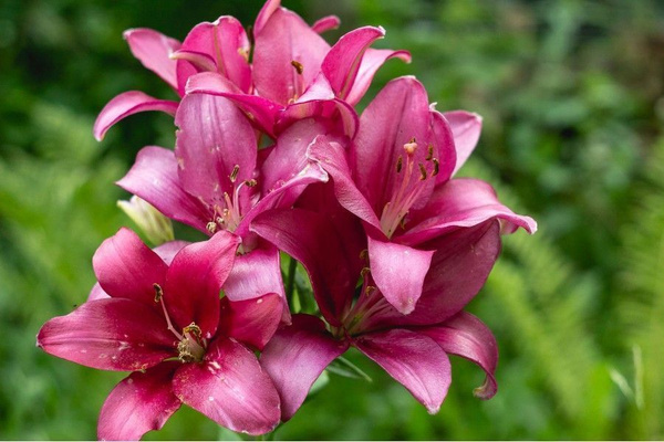 Dalian Lily Up Close Photograph by Pat Yager - Pixels Merch