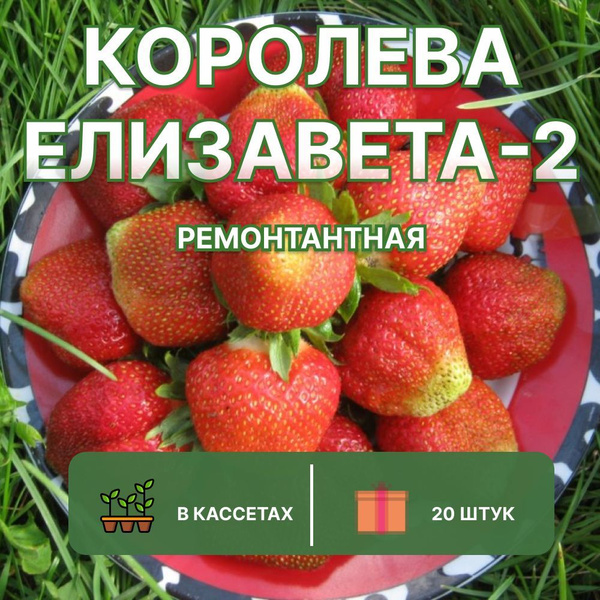Клубника Королева Елизавета ремонтантная, 20 штук саженцев - купить с ...
