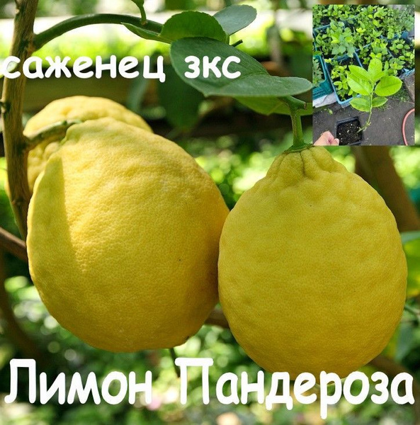 Лимон Пандероза (комнатный) саженец зкс - купить с доставкой по ...