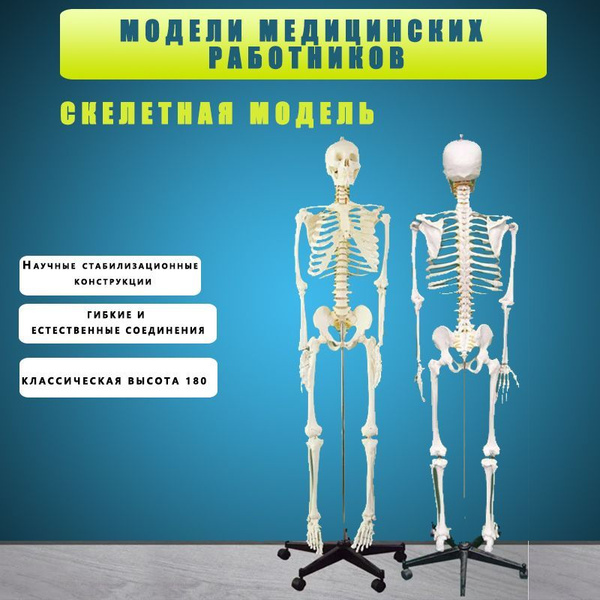 Скелет человека, анатомическая модель для детей,Скелет учебный ...