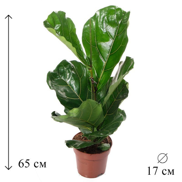 Фикус зеленый, 17 дм, 1 шт - купить по выгодной цене в интернет ...