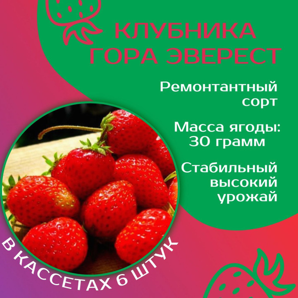 Земляника садовая Эверест С0,8 купить в садовом центре Сейма-Гарден - Садовый це