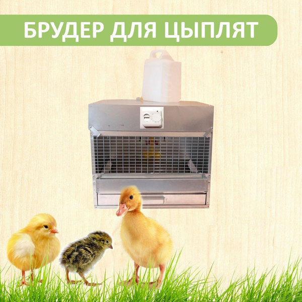 Брудер Для Цыплят С Терморегулятором Купить Цена