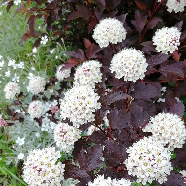 Пузыреплодник калинолистный Diable d Or - купить с доставкой по ...