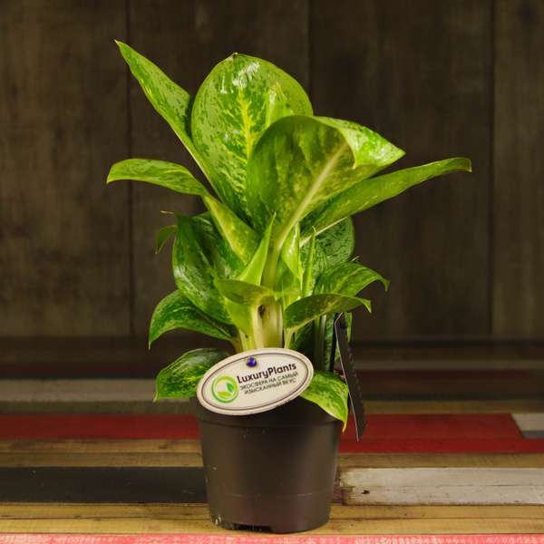 Аглаонема LuxuryPlants Зеленый, 12 дм, 1 шт - купить по выгодной цене в ...